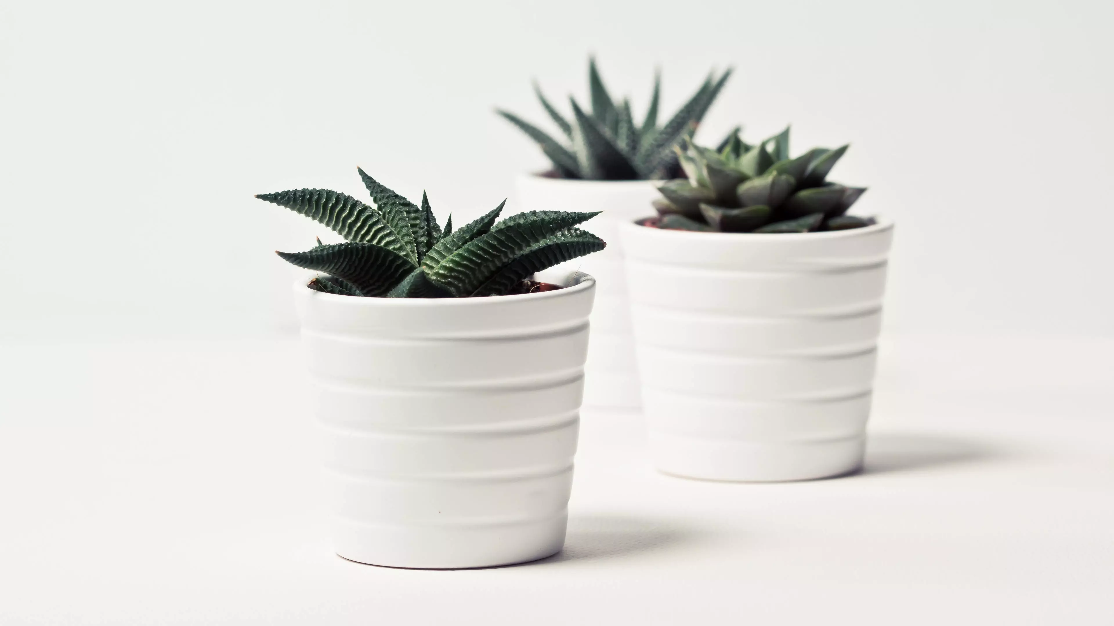 Illo laborum officiis quis qui photo